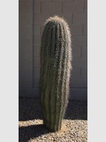 Online Saguaro sale AZ 85042
